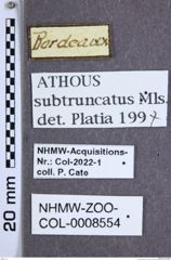 Etiketten zu Athous subtruncatus (NHMW-ZOO-COL-0008554)